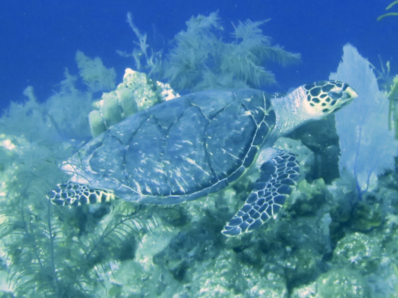 13 Hawksbill Sea Turtle IMG_3122.jpg